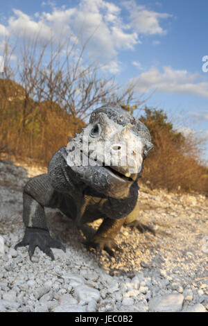 Nashornleguan Cyclura Cornuta, Nationalpark Isla Cabritos, Lago Enriquillo, der Dominikanischen Republik, Stockfoto