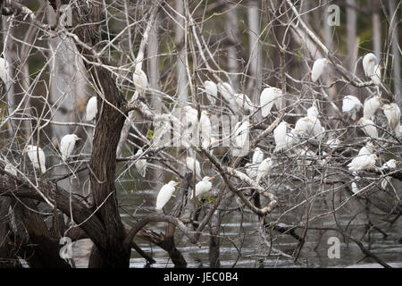 Vogel Kolonie in der Lago Enriquillo, Nationalpark Isla Cabritos, der Dominikanischen Republik, Stockfoto