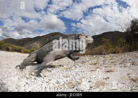 Nashornleguan Cyclura Cornuta, Nationalpark Isla Cabritos, Lago Enriquillo, der Dominikanischen Republik, Stockfoto