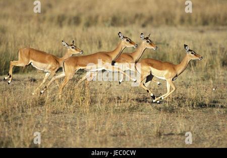Impala, Aepyceros Melampus, auch schwarze Ferse Antilope, Weiblich, laufen, Masai Mara Park, Kenia, Stockfoto