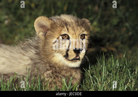 Gepard, Acinonyx Jubatus, Porträt, jung, Stockfoto