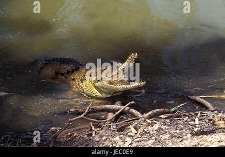 Australien-Krokodil, Crocodylus Johnstoni, erwachsenen Tier, offener Mund, Abwehr, Australien Stockfoto