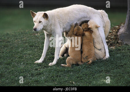 Dingo, Canis Familiaris Dingo, Weiblich, junge Tiere, Krankenschwester, Australien, Stockfoto