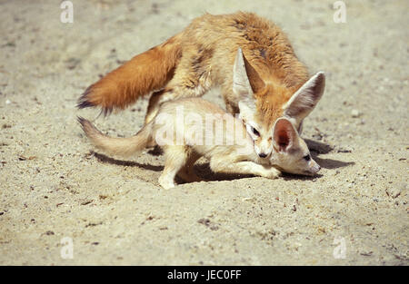 Fennek, Vulpes Zerda, auch wilde Füchse, Weiblich, junges Tier, tragen, Nacken Biss, Stockfoto