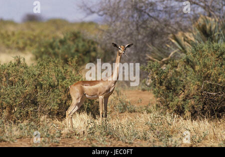 Giraffe Gazelle, Litocranius Walleri, auch Gerenuk, Weibchen, Savanne, Samburu Park, Kenia, Stockfoto