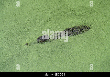 Krokodil, Crocodylus Porosus, auch Salzwasserkrokodil, Saltie, erwachsenes Tier im Wasser, Tarnung, Australien, Stockfoto