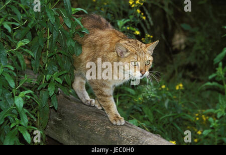 Europäische Wildkatze oder Wald Katze, Felis Silvestris, erwachsenes Tier, Zweig, Stockfoto