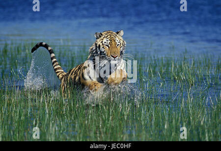 Bengalische Tiger, Panthera Tigris Tigris, erwachsenes Tier, laufen, Wasser, Stockfoto