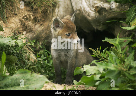 Rotfuchs Vulpes Vulpes, Welpen vor dem Fuchs Erde, Normandie, Stockfoto