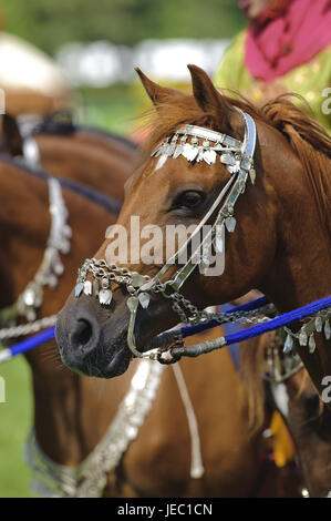 Porträt eines arabischen Pferdes mit Schmuck in Zaum Zeug, Trens aus Silber, hört das Pferd an der "Royal Cavalry of Oman" während einer Show auf der Veranstaltung "Pferd International 2011" in München Stockfoto