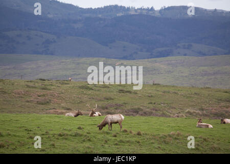 Point Reyes Elk durchsuchen in grünen Feldern Stockfoto