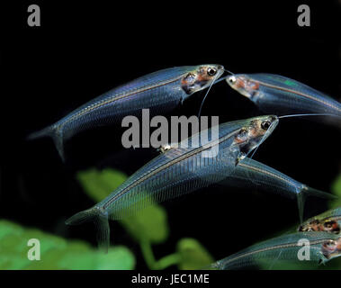 Indische Glas Europäische Welse, Kryptopterus Bicirrhis, Stockfoto