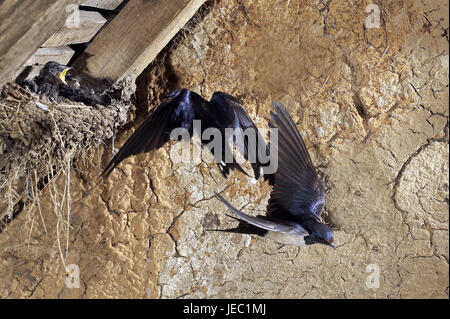 Schwalben im Nest mit Jungvögeln, Hirundo Rustica, Stockfoto