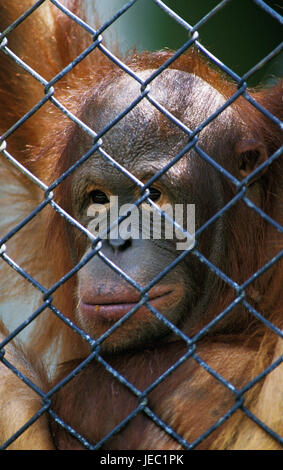 Borneo-Orang-Utan, Pongo Pygmaeus, Kartenträger, Raster, Zoo, Stockfoto