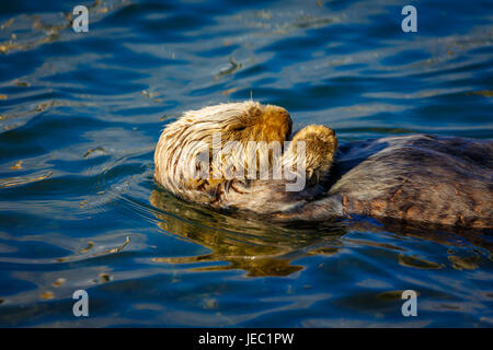 Schlafender Seeotter, Enhydra lutris, schwimmt auf den blauen Wellen eines ruhigen Ozeans Stockfoto