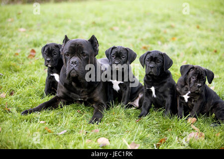 5 Cane Corso Hunde auf einer Wiese, Stockfoto