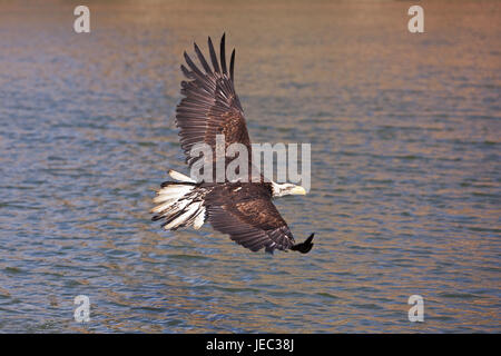 Weißer Kopf See Adler, Haliaeetus Leucocephalus in der Flucht, Stockfoto