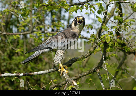 Wanderfalken Falco Peregrinus, auf einer Gabel, Stockfoto