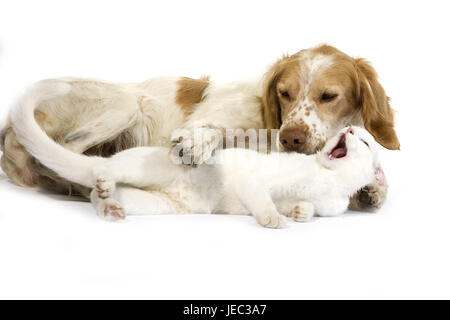 Französischer Spaniel spielt mit Katze, Stockfoto