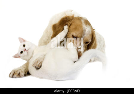 Französischer Spaniel spielt mit Katze, Stockfoto