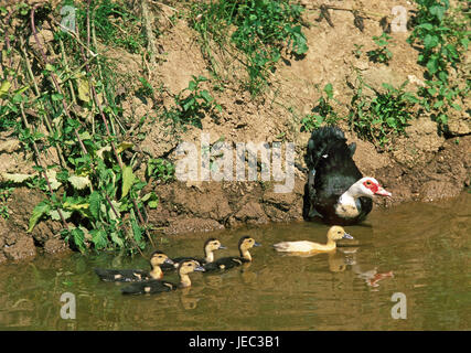 Cairina Moschata, Moschus-Ente, Weibchen mit jungen, Stockfoto