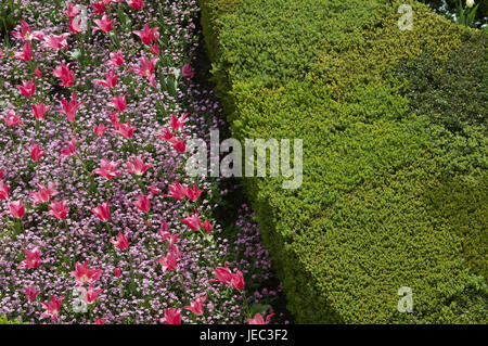 Frankreich, Schloss Villandry, Schloss-Garten, Stockfoto
