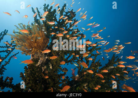 Kennzeichnen Sie Barsche im Korallenriff, Pseudanthias Squamipinnis, Namena marine Park, Fidschi, Stockfoto