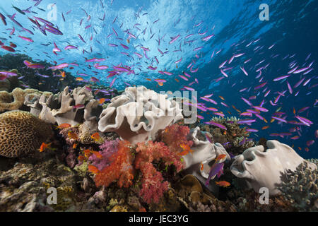 Kennzeichnen Sie Barsche im Korallenriff, Luzonichthys Whitleyi, Pseudanthias Squamipinnis, Makogai, Lomaviti, Fidschi, Stockfoto