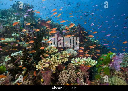 Kennzeichnen Sie Barsche im Korallenriff, Pseudanthias Squamipinnis, Namena marine Park, Fidschi, Stockfoto