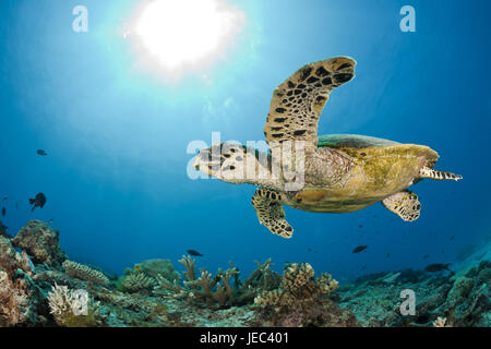 Echte Karettschildkröte, Eretmochelys Imbricata, Namena marine Park, Fidschi, Stockfoto