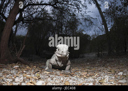 Nashornleguan Cyclura Cornuta, Nationalpark Isla Cabritos, Lago Enriquillo, der Dominikanischen Republik, Stockfoto