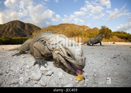 Nashornleguan Cyclura Cornuta, Essen, Nationalpark Isla Cabritos, Lago Enriquillo, der Dominikanischen Republik, Stockfoto