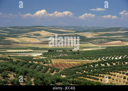 Spanien, Andalusien, Sierra de Cazorla, Landschaft mit Olivenbäumen, Stockfoto