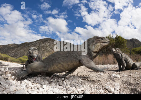 Nashornleguane, Cyclura Cornuta, Nationalpark Isla Cabritos, Lago Enriquillo, der Dominikanischen Republik, Stockfoto