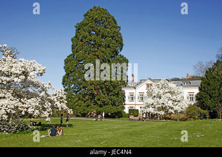 Deutschland, nach Hause, Bergstraße, Hermanns-Gericht, Show und Sichtung Garten, mehr als 200 J. alte Anlage, Wohnhaus ist gebaut um 1820 von dem Wirtschaftswissenschaftler Lambert von Babo, Magnolien, weiß, Blüte, Tulpen-Magnolie, Magnolia X soulangeana, Stockfoto