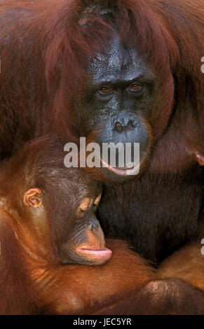 Borneo-Orang-Utan, Pongo Pygmaeus, Mutter mit Jungtier Stockfoto