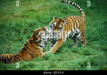 Sibirische Tiger, Panthera Tigris Altaica, wenig Mann und Frau, Stockfoto