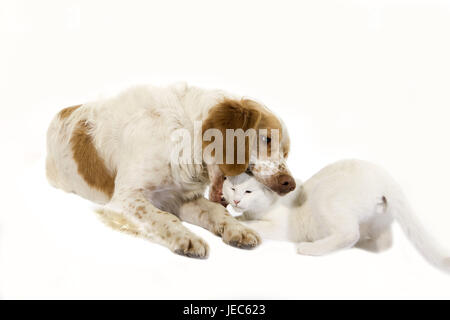 Französischer Spaniel spielt mit Katze, Stockfoto