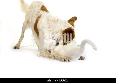 Französischer Spaniel spielt mit Katze, Stockfoto