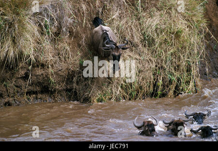 Film Gnu, Connochaetes Taurinus, konzentriert sich während der Wanderung, Masai Mara Park, Kenia, Stockfoto