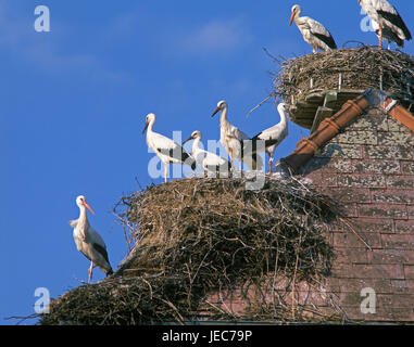 Weissstörche Ciconia Ciconia, ausgewachsene Tiere in Nestern, Stockfoto