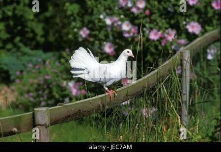 Felsentaube, Columba Livia, Stockfoto