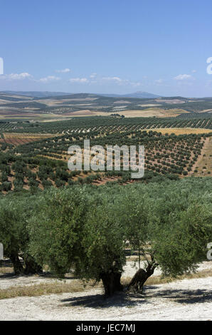 Spanien, Andalusien, Sierra de Cazorla, Landschaft mit Olivenbäumen, Stockfoto