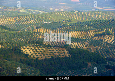 Spanien, Andalusien, Sierra de Cazorla, Landschaft mit Olivenbäumen, Luftbild, Stockfoto