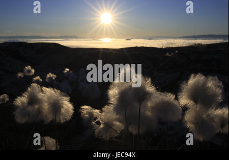 Grönland, Disko-Bucht, Ilulissat, Wollgras, Wollgras spec, Gegenlicht, Westgrönland, der Arktis, Sommer, Vegetation, Botanik, Rasen, Pflanzen, Schilf Grass, Blume Ärmel Abend Licht, unberührte Natur, Strand, Küste, Landschaft, draußen, menschenleer, Sonne, Sonnenstrahlen, der Blick, Stockfoto