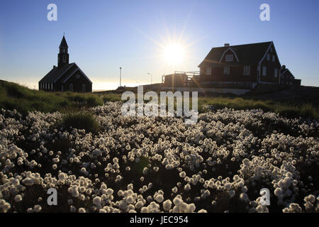 Grönland, Disko-Bucht, Ilulissat, Wohnhaus, Kirche, Wiese, Wollgras, Wollgras spec, Gegenlicht, Westgrönland, der Arktis, Sommer, Vegetation, Botanik, Rasen, Pflanzen, Schilf Grass, Blume Ärmel, Abendlicht, Natur, Haus, Gebäude, Architektur, Kirche, Heilige Bau, Kirchturm, der Sonne, Sonnenstrahlen, Stockfoto