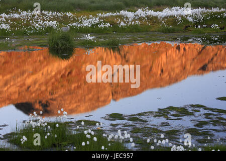 Grönland, Disko-Bucht, Ilulissat, Wollgras, Wollgras spec, Pool, Spiegelung, Wasseroberfläche, detail, Westgrönland, der Arktis, Sommer, Vegetation, Botanik, Rasen, Pflanzen, Schilf Grass, Blume Ärmel, abends Licht, unberührte Natur, Strand, Wasser, draußen, menschenleer, Felsen, Berge, Stockfoto