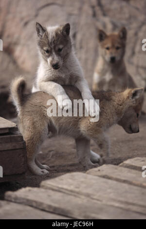 Grönland, Sisimiut, Schlittenhunde, Huskys, Welpen, verliert, Westgrönland, Tiere, Hunde, Tiere nutzen, draußen, menschenleer, halten von Haustieren, junge Tiere, Jungtiere, spielen, hübsch, süß, klein, Stockfoto