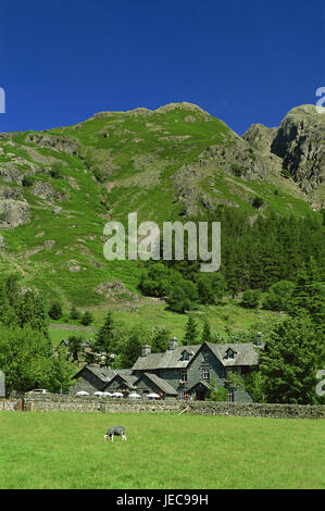 Großbritannien, England, Cumbria, Sole-Bezirk, Great Langdale, Hotel, Cumbrian Mountains, Europa, Berge, Hügel, Wiesen, grün, Bäume, ländlich, aus der Ferne, Gebäude, Gebäude, Haus, Architektur, Stadtmauer, Stein Mauer, Kuh, Weiden, menschenleer, Stockfoto