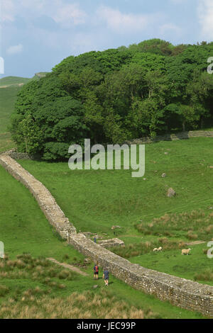 Großbritannien, England, Houesteads, Hadrian Damm, Landschaft, Tourismus, Europa, Ausgrabungen, Sehenswürdigkeiten, Stadtmauer, Reste der Stadtmauer, Ruine, Hügellandschaft, Stein Mauer, Kultur, historisch, Schafe, Touristen, Spaziergang, Bäume, Stockfoto